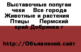 Выставочные попугаи чехи  - Все города Животные и растения » Птицы   . Пермский край,Добрянка г.